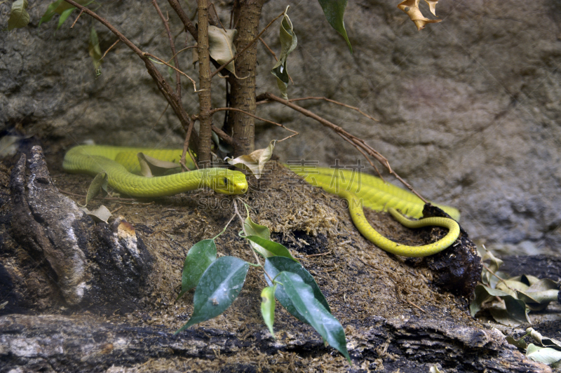 蛇,一只动物,黄色,拍胸,东非绿树蛇,warning coloration,野兽游荡,后腿站立,蛇皮纹,悄悄接近猎物