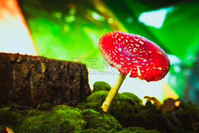 苔藓,斑点,红色,蘑菇,自然美,白色,褐色,水平画幅,无人,夏天