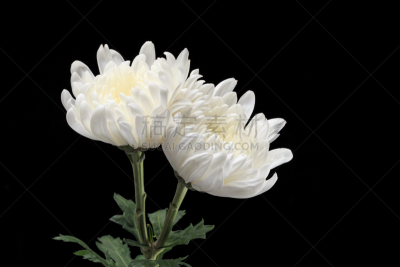 菊花,自然美,白色,自然,芳香的,黄色,季节,图像,花瓣,清明节