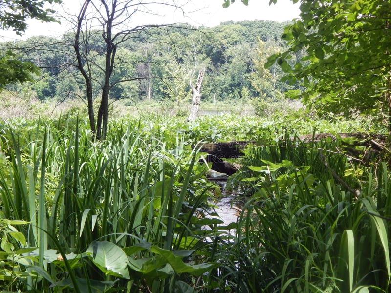 印地安娜,湖,森林,沼泽,芦苇,背景,断枝,居住区,夏天,树