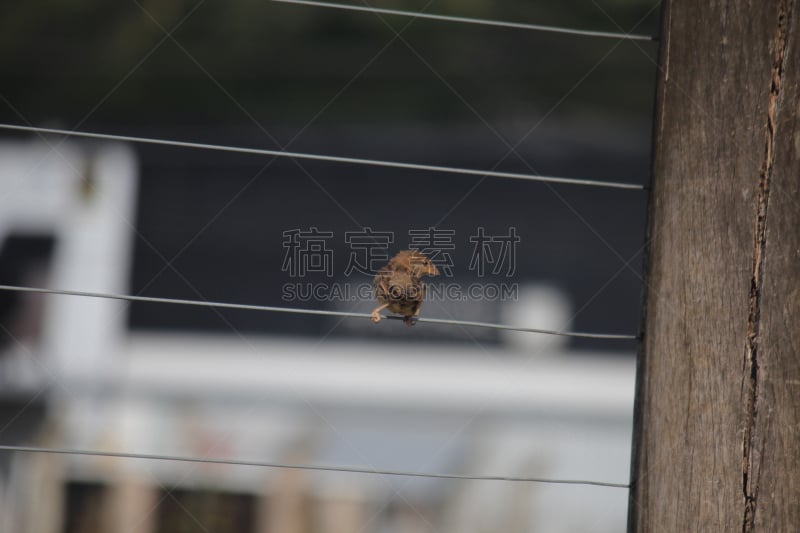 鸟类,水平画幅,符号,动物学,动物身体部位,野外动物,户外,生物学,美洲,北美歌雀