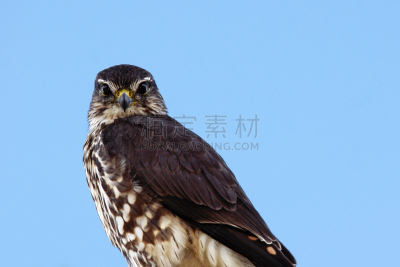 猎鹰,灰背隼,往下看,电缆,天空,美,留白,褐色,食肉鸟,水平画幅