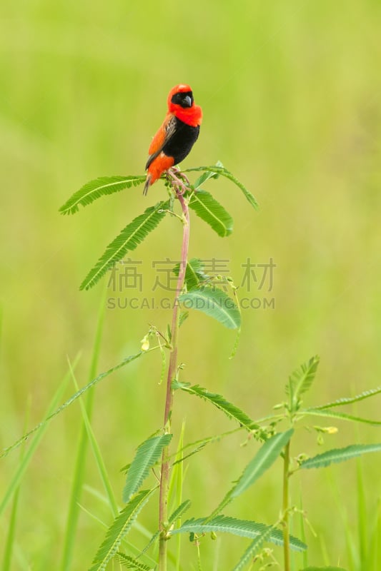 红衣主教织巢鸟,南卢安瓜国家公园,自然,垂直画幅,野生动物,绿色,无人,鸟类,非洲,野外动物