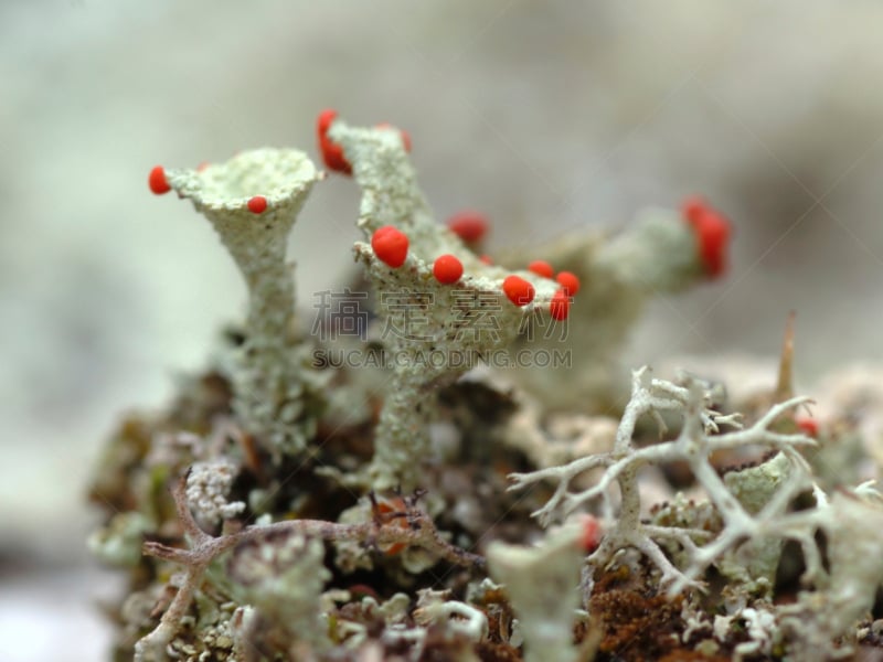 地衣,水平画幅,孢子,无人,苔藓,特写,真菌,植物,彩色图片,植物学