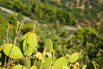 仙人掌,水平画幅,山,无人,夏天,观测点,户外,干的,食用仙人掌,植物