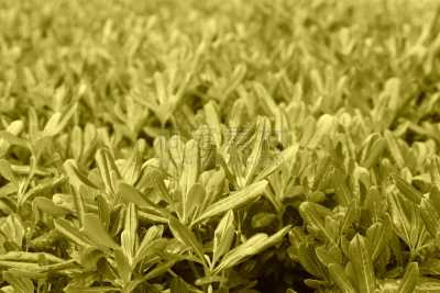 海桐花,绿色,中国,公园,植物群,花蕾,自然,美,水平画幅,地形