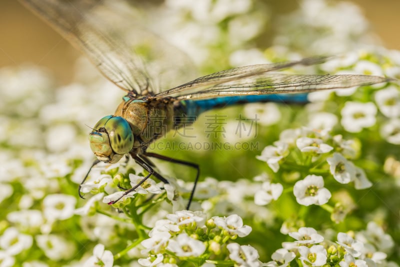 特写,southern hawker dragonfly,绿色,蓝蜻蜓,水平画幅,无人,动物身体部位,夏天,户外,两翼昆虫