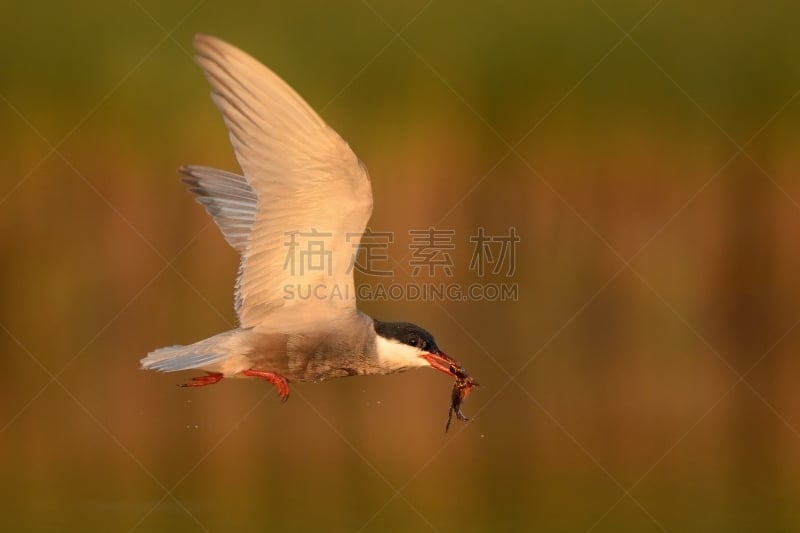 有须燕鸥,自由,匈牙利,野生动物,环境,黄昏,迅速,翅膀,池塘,鸟类