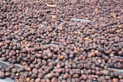 ripen arabica coffee drying process on trays under sunlight