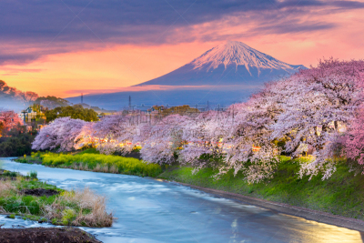 富士山,樱花,季节,山,曙暮光,黄昏,雪,著名景点,静冈县,湖