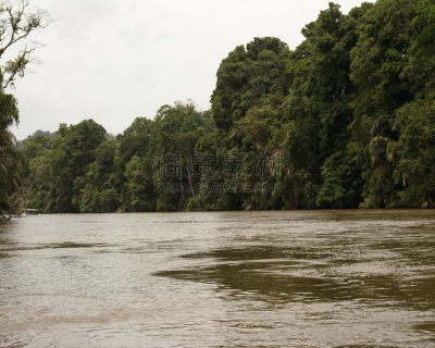 河流,正下方视角,tortuguero national park,托尔图格诺,里蒙省,自来水,哥斯达黎加,生态多样性,加勒比海,水