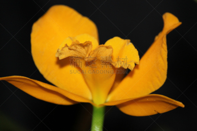 兰花,自然,美国,水平画幅,橙色,雄蕊,无人,特写,单子叶植物,植物
