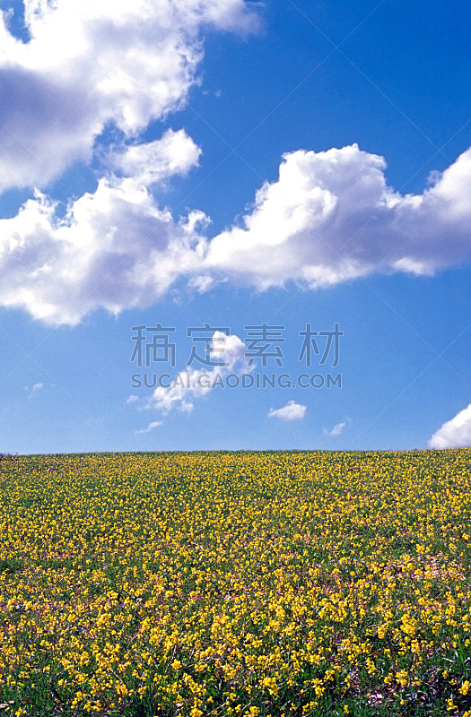 天空,仅一朵花,田地,翁布里亚大区,蓝色,黄色,意大利,垂直画幅,无人,夏天