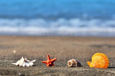 贝壳,水,休闲活动,水平画幅,沙子,无人,夏天,户外,海滩,星形