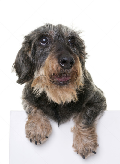 古老的,腊肠犬,垂直画幅,褐色,小的,白色背景,背景分离,工作室,老年人,钢毛德国猎犬