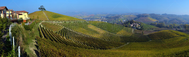 全景,葡萄园,意大利,秋天,自然,黄金,水平画幅,地形,山,无人