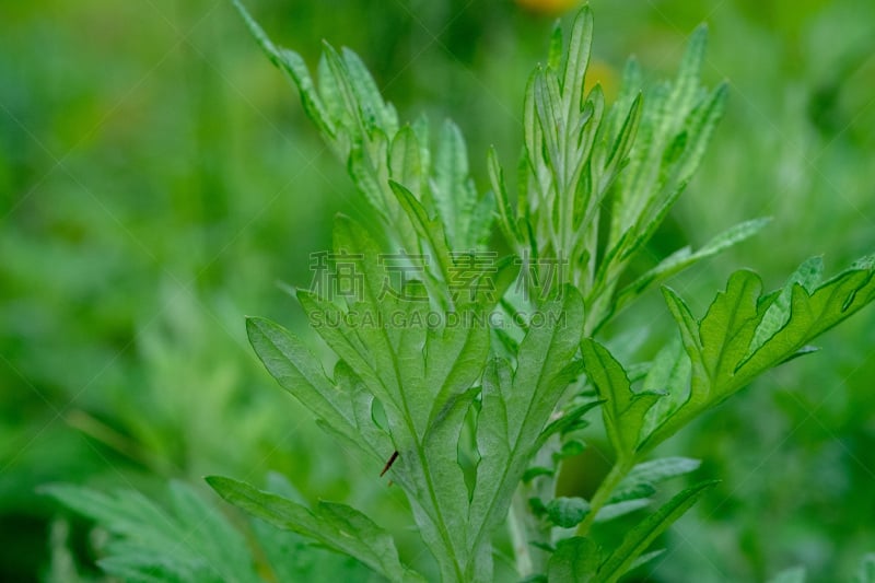 艾蒿,电子收费系统,无人,草本,植物,饮食,日本食品,图像,水平画幅