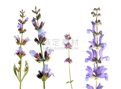 白色背景,鼠尾草,与众不同,分离着色,动物,紫鼠尾草,夏至草,唇形科,水平画幅,香料