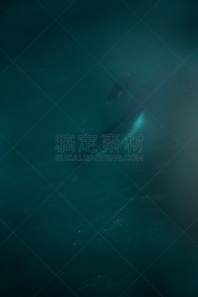座头鲸,加纳,婴儿,母亲,水下,水边,热,航空器拍摄视角,热带气候,动物