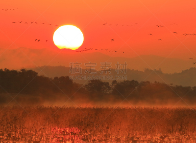 早晨,izunuma,水,天空,水平画幅,无人,鸟类,野外动物,沼泽,户外