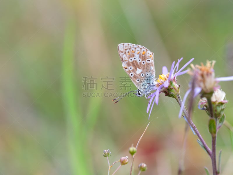 蝴蝶,翅膀,灰蝶科蝴蝶,灰蝶科,美,停泊的,旷野,摩尔人风格,水平画幅,动物身体部位