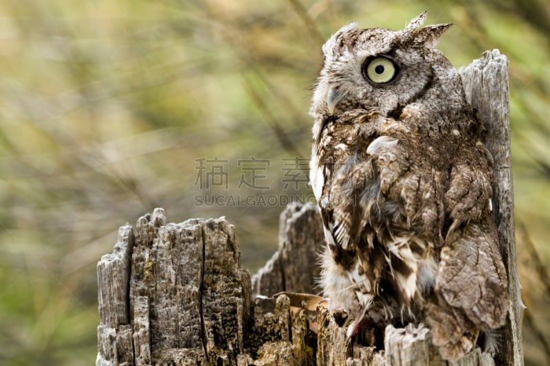 西美角鸮,自然,褐色,野生动物,水平画幅,小的,猫头鹰,鸟类,动物身体部位