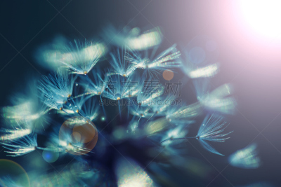 蒲公英,特写,水,天空,美,水平画幅,无人,夏天,户外,植物