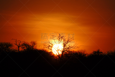 非洲,自然,公园,狮子王,野生动物,旅游目的地,水平画幅,橙色,阴影,户外