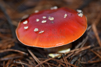 特写,毒蘑菇,美,艺术,水平画幅,无人,苔藓,生物学,草,图像