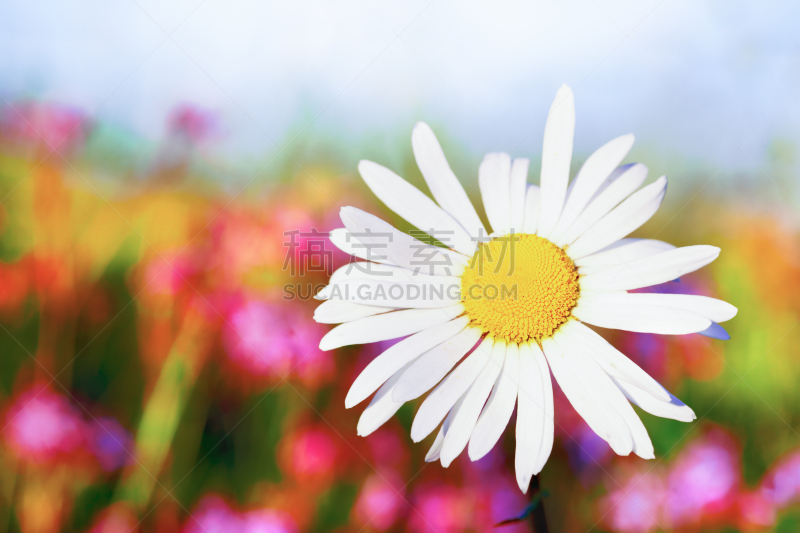 Chamomile among flowers