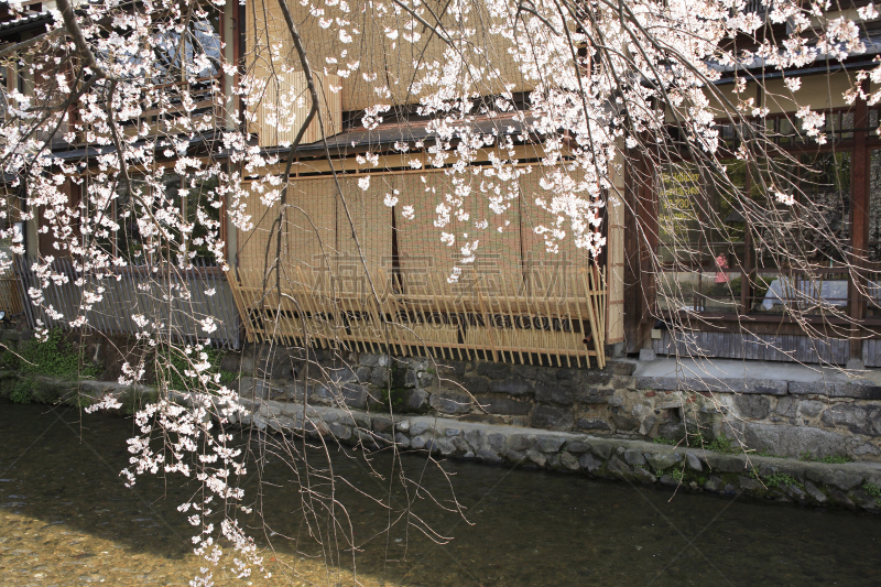 祗园,樱桃树,白川乡,京都府,水平画幅,樱花,无人,日本,东山区,餐馆