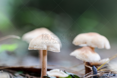 孢子,真菌,自然,蘑菇,忍耐力,水平画幅,无人,碳水化合物,污水坑,泰国