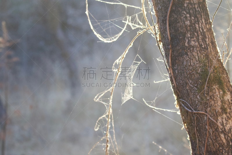 4岁到5岁,公亩,男性,白色,肚子,花园蜘蛛,织巢鸟,行星,长度,野生动物