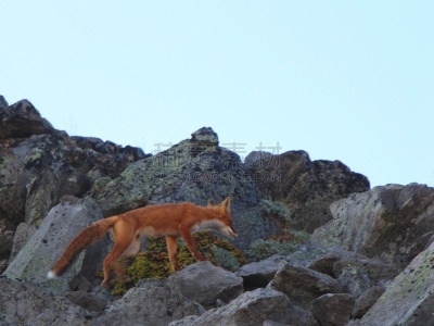 红狐,自然美,野外动物,山,堪察加边疆区,可爱的,科里亚克火山,动物主题,野生动物,肖像