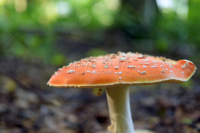 有毒生物体,蘑菇,森林,毒蝇菇,公园,水平画幅,无人,符号,夏天,瓷样伞菇
