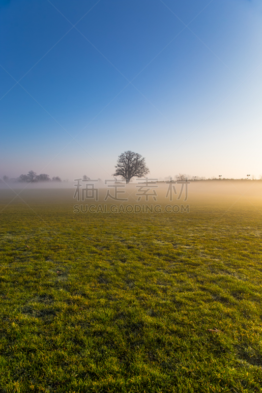 吉尔福德市,英格兰,一棵树,视角,自然界的状态,公园,英国,草,自然美,春天