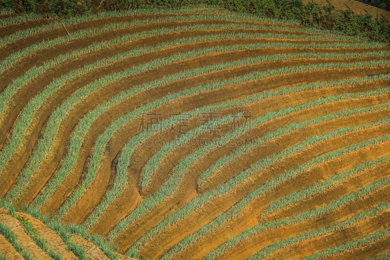 稻,稻田,山谷,山,鸡尾酒,农业,越南,食品,米,环境