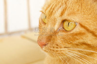 野生猫科动物,特写,动物视网膜,杂种猫,正面视角,动物嘴,爪子,动物身体部位,图像,不看镜头