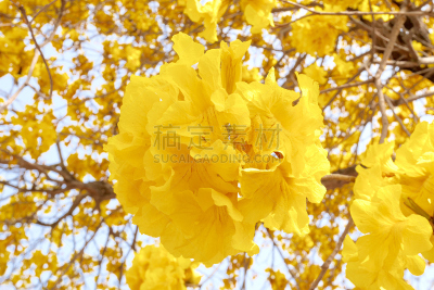 紫薇科树,黄金,天空,褐色,外立面,水平画幅,无人,古老的,古典式,图像