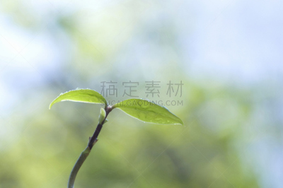 自然,水平画幅,绿色,秧苗,无人,日本,春天,植物,新生活,环境