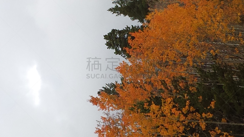 科罗拉多州,多云,水平画幅,枝繁叶茂,无人,九月,户外,活力,四季,植物