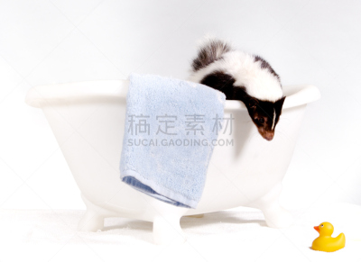 臭鼬,高对比度,动物主题,玩具,动物玩具,好奇心,一只动物,毛巾,沟通,体味