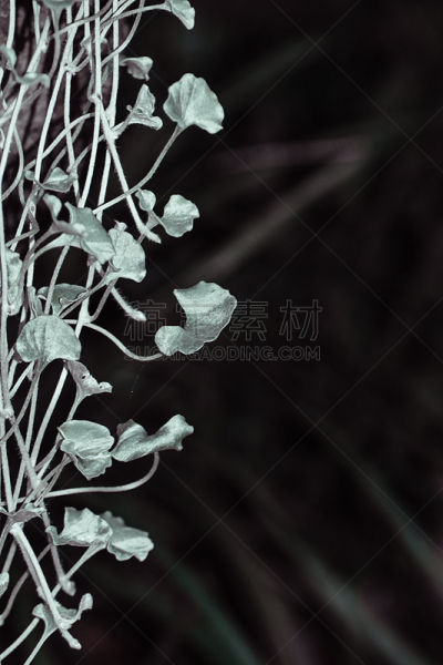 手提篮,银瀑布州立公园,黑色,阴影,垂直画幅,美,留白,宁静,绿色,银色