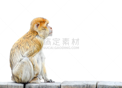猴子,看,篱笆,空白的,木制,白色背景,地中海猕猴,猿,幽默,坐