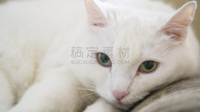 猫,白色,绿色眼睛,波斯猫,水平画幅,可爱的,无人,蓝色,猫科动物,面部表情