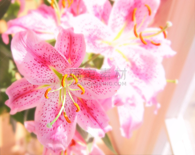 占星百合,花束,水平画幅,雄蕊,无人,日光,粉色,百合花,摄影,花