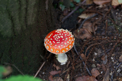 蘑菇,鹅膏菌,自然,鬼笔鹅膏,水平画幅,秋天,无人,有毒生物体,毒蝇菇,斑点