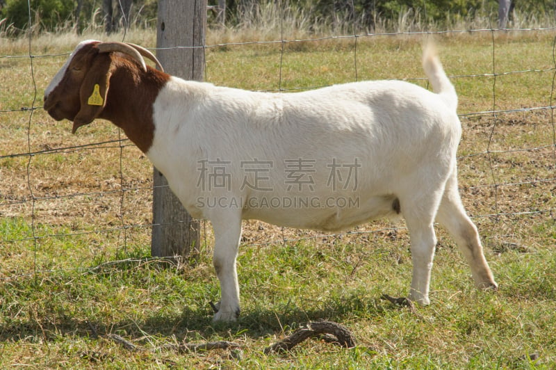 农场,幼小动物,草地围场,山羊,非洲,雄鹿,水平画幅,无人,旅行者,夏天