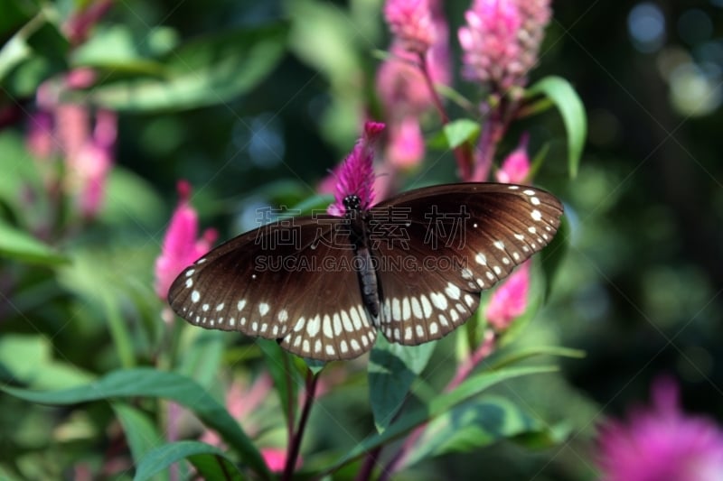 苹果核,blue crow butterfly,鹭管鱼,乌鸦蝶,生物学,热带气候,野生动物,公园,一只动物,小的