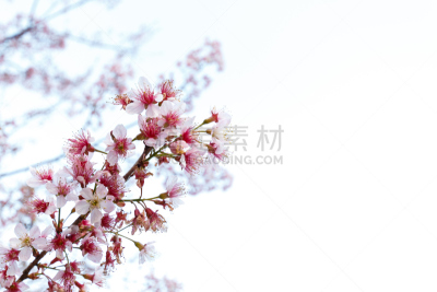 粉色,早期力士曼樱桃,清迈省,天空,美,公园,水平画幅,樱花,无人,旅行者